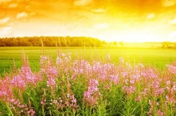 Українські краєвиди