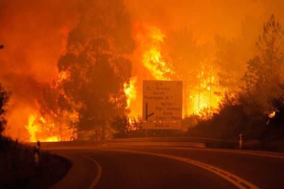 У Португалії 16 людей згоріли в автомобілях під час масштабної лісової пожежі