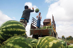 США допоможуть Україні з проектом постачання фруктів та овочів