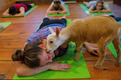 У США набирає популярності йога з козами