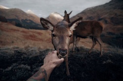 Дикие животные на расстоянии вытянутой руки: очаровательные снимки из Шотландии