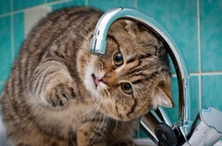 Три райони Києва залишать без водопостачання