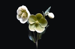 У Музеї історії Києва відкрилася фотовиставка «Квіти як коштовність»