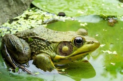 Американские ученые обнаружили недостающее звено эволюции