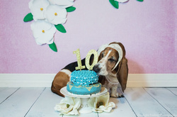 Американка заказала своей собаке торт на 10-летие и та его съела