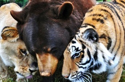 Необычная компания: Лев, медведь и тигр — друзья не разлей вода