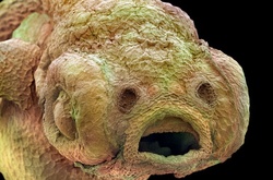  Эмбрион рыбы-зебры под микроскопом 