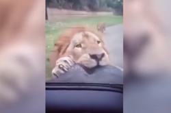 Лев в сафари-парке прокусил запаску автомобиля