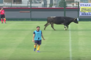 У Болгарії корова зупинила футбольний матч