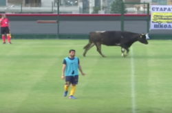 У Болгарії корова зупинила футбольний матч