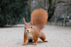 Омським паркам наказано знищити всіх білочок