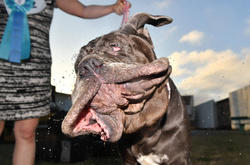 В США выбрали самую уродливую собаку мира