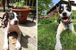 От щенка до взрослой собаки: 20 милых фотографий домашних любимцев, которые выросли очень быстро