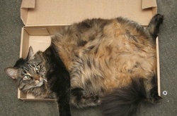 Кот научился закрываться в ящике и стал звездой сети