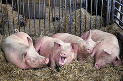 Африканська чума свиней завдала збитків Україні на 160 млн. грн (документ)