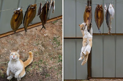 Фото домашних питомцев, которых поймали на горячем