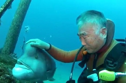 Дайвер и его удивительная подруга: японец 25 лет дружит с морской рыбой 