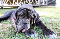 В США определили самую уродливую собаку. Ею оказалась мастиф Марта