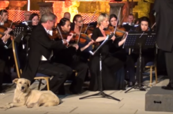 Лабрадор сорвал аплодисменты во время выступления Венского камерного оркестра