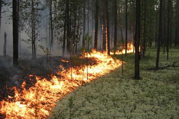 На Київщині через спеку сталося дві пожежі