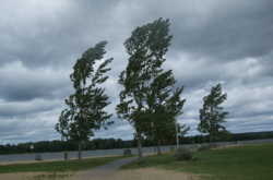 Жителів столиці під час негоди просять уникати знаходження поблизу великих дерев