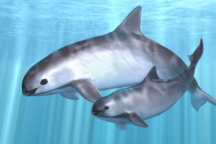 Навчених ВМС США дельфінів залучать до порятунку вимираючих морських свиней