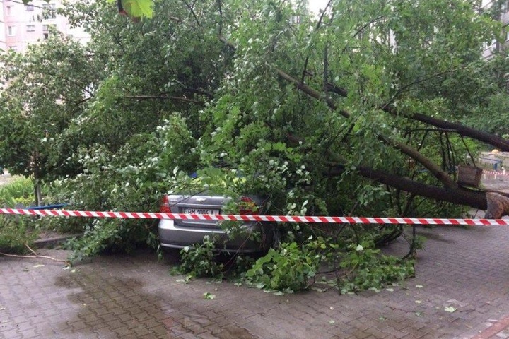 На Сумщині через повалення дерев травмувались семеро людей