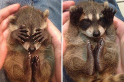 Хитрые еноты: фото самых милых животных в мире
