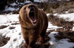 На Аляске 11-летний мальчик спас свою семью от медведя