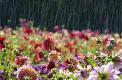 Червень у Києві виявився майже на два градуси теплішим за норму