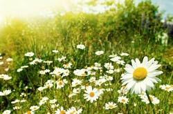 У середу в Україні буде тепло та без опадів