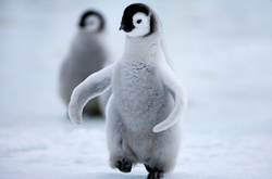 Новозеландский океанариум назвал самого непослушного пингвина месяца