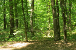 Суд зобов’язав сина Пшонки повернути державі 15 тис. га мисливських угідь під Києвом