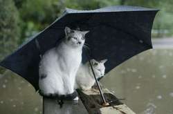 Субота прийде в Україну з дощами і грозами