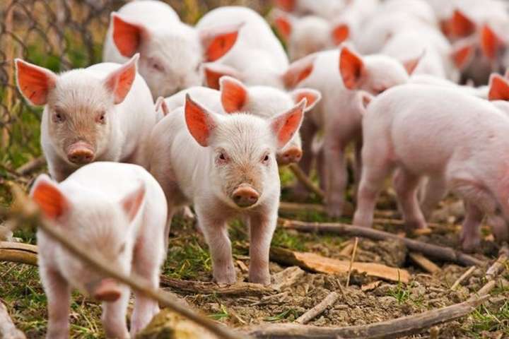 Для боротьби з чумою свиней Польща побудує паркан на кордоні з Україною і Білоруссю