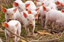  Паркан буде побудований на кордоні із Білоруссю і Україною 
  