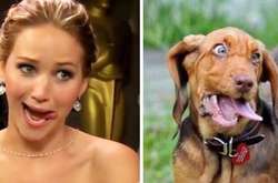 24 фотографии, которые доказывают, что все мы немного собаки