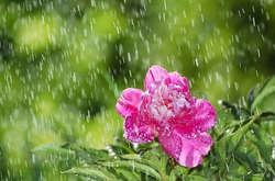 Дощі з грозами накриють північний захід України 