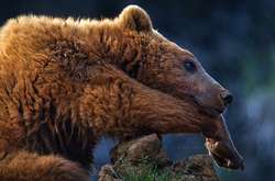 Красота и величие диких животных в объективе испанского фотографа