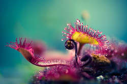«Серийный убийца» насекомых - хищное растение в макрофотографиях Джони Нимела