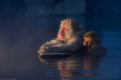 Удивительный мир дикой природы: очаровательные животные в объективе бывшего офисного сотрудника