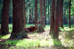 Біловезька пуща‎