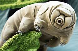 Ученые назвали животное, которое переживет человечество