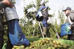 Заробітчани у Польщі