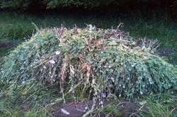 Правоохоронці виявили на Харківщині плантацію маку