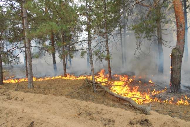 На Херсонщині ліквідували лісову пожежу