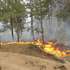 Лісова пожежа на Херсонщині: в повітря піднімали авіацію