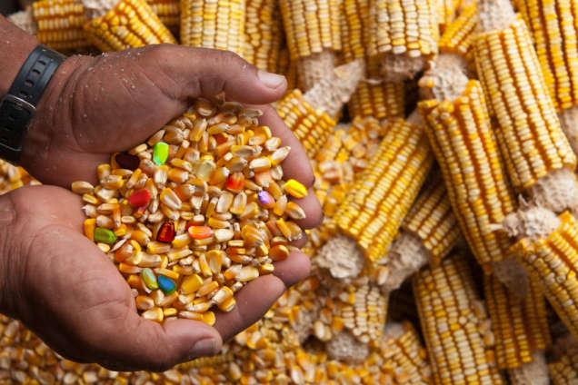 В ЄС дозволили використовувати п'ять ГМО-культур 