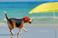 Сьогодні в Україні буде спекотно