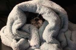 Забавные фотографии собак, которые очень хотели спрятаться